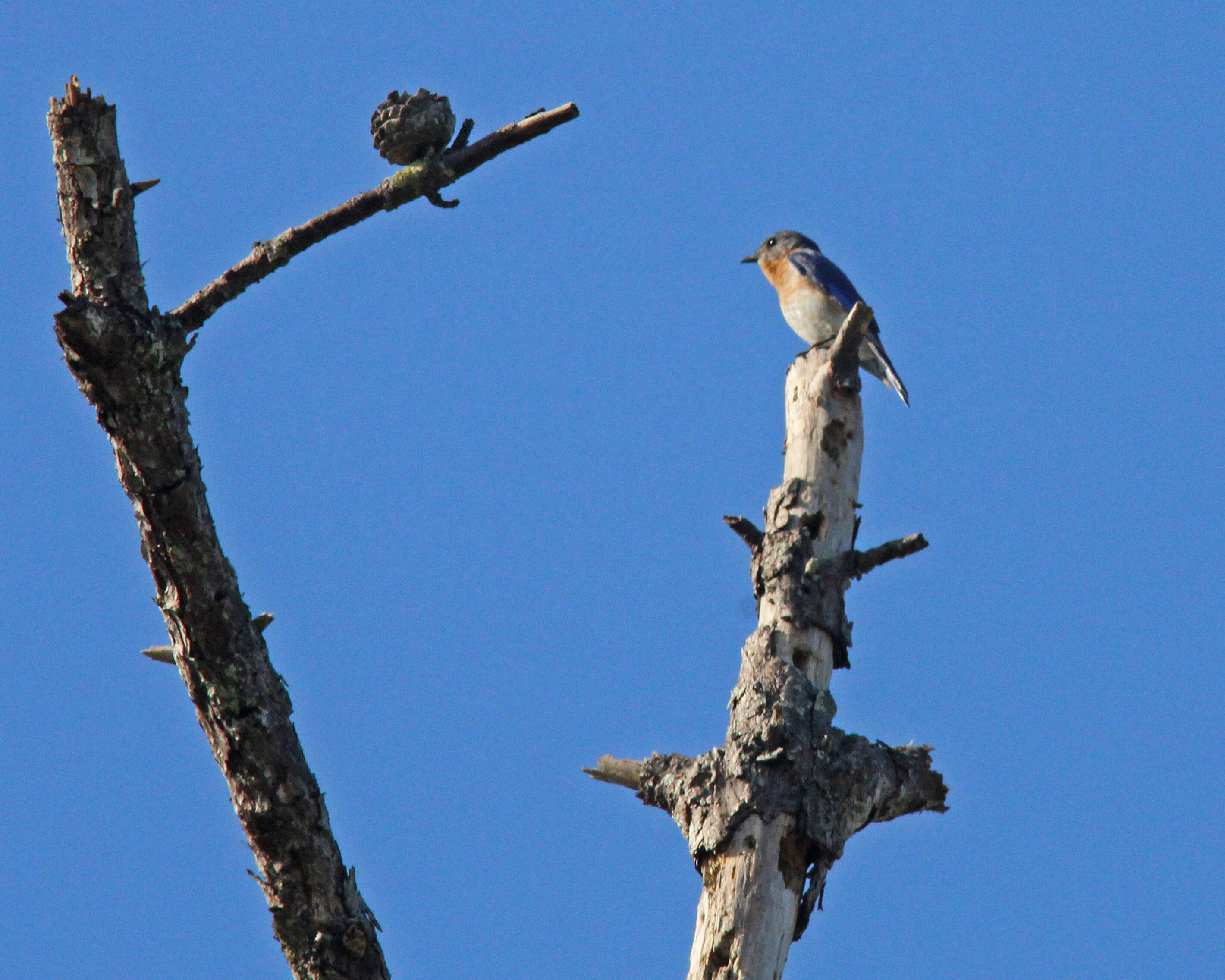 Image of Eastern Bluebird