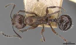 Image of Aphaenogaster sagei (Forel 1902)