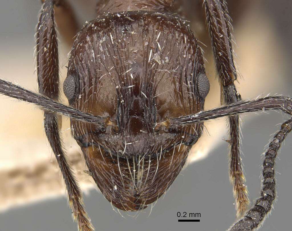 Image of Aphaenogaster sagei (Forel 1902)