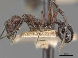 Image of Aphaenogaster sagei (Forel 1902)