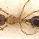 Image of Aphaenogaster subcostata Viehmeyer 1922