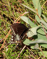 Papilio troilus Linnaeus 1758 resmi