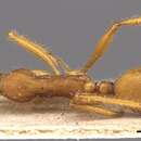 Image of Aphaenogaster ujhelyii Szabo 1910