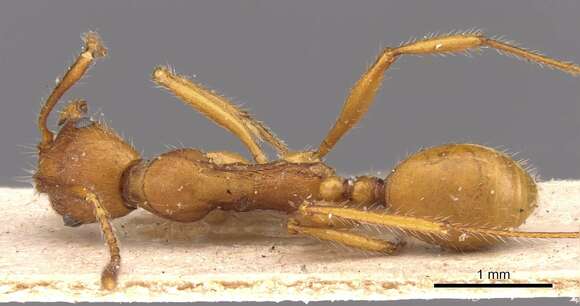 Image of Aphaenogaster ujhelyii Szabo 1910