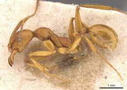 Image of Aphaenogaster ujhelyii Szabo 1910