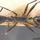 Image of Aphaenogaster rupestris Forel 1909