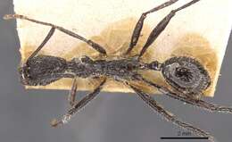 Aphaenogaster rupestris Forel 1909的圖片