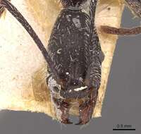 Aphaenogaster rupestris Forel 1909的圖片