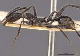 Aphaenogaster rupestris Forel 1909的圖片