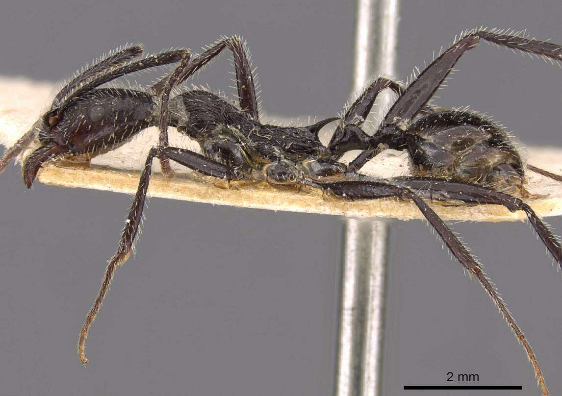 Image of Aphaenogaster rupestris Forel 1909