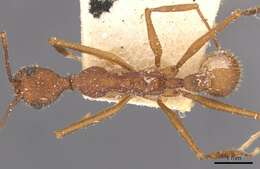 Image of Aphaenogaster phalangium Emery 1890