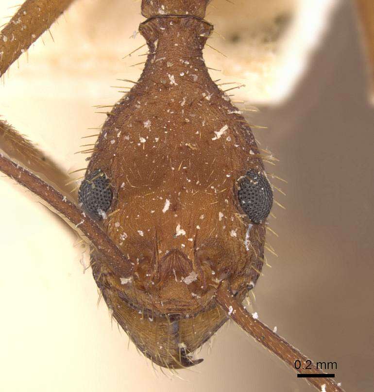 Image of Aphaenogaster phalangium Emery 1890