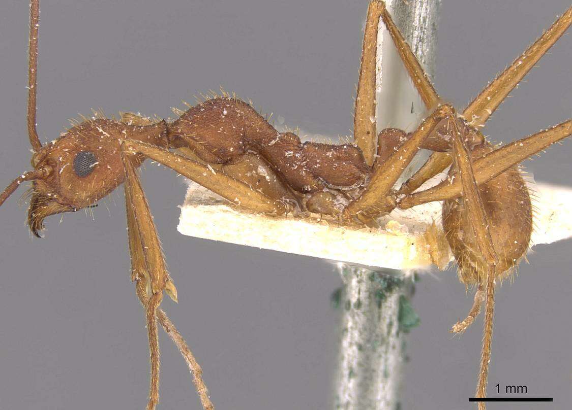 Image of Aphaenogaster phalangium Emery 1890