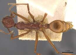 Image of Aphaenogaster phalangium Emery 1890