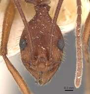 Image of Aphaenogaster phalangium Emery 1890