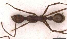 Image of Aphaenogaster araneoides Emery 1890