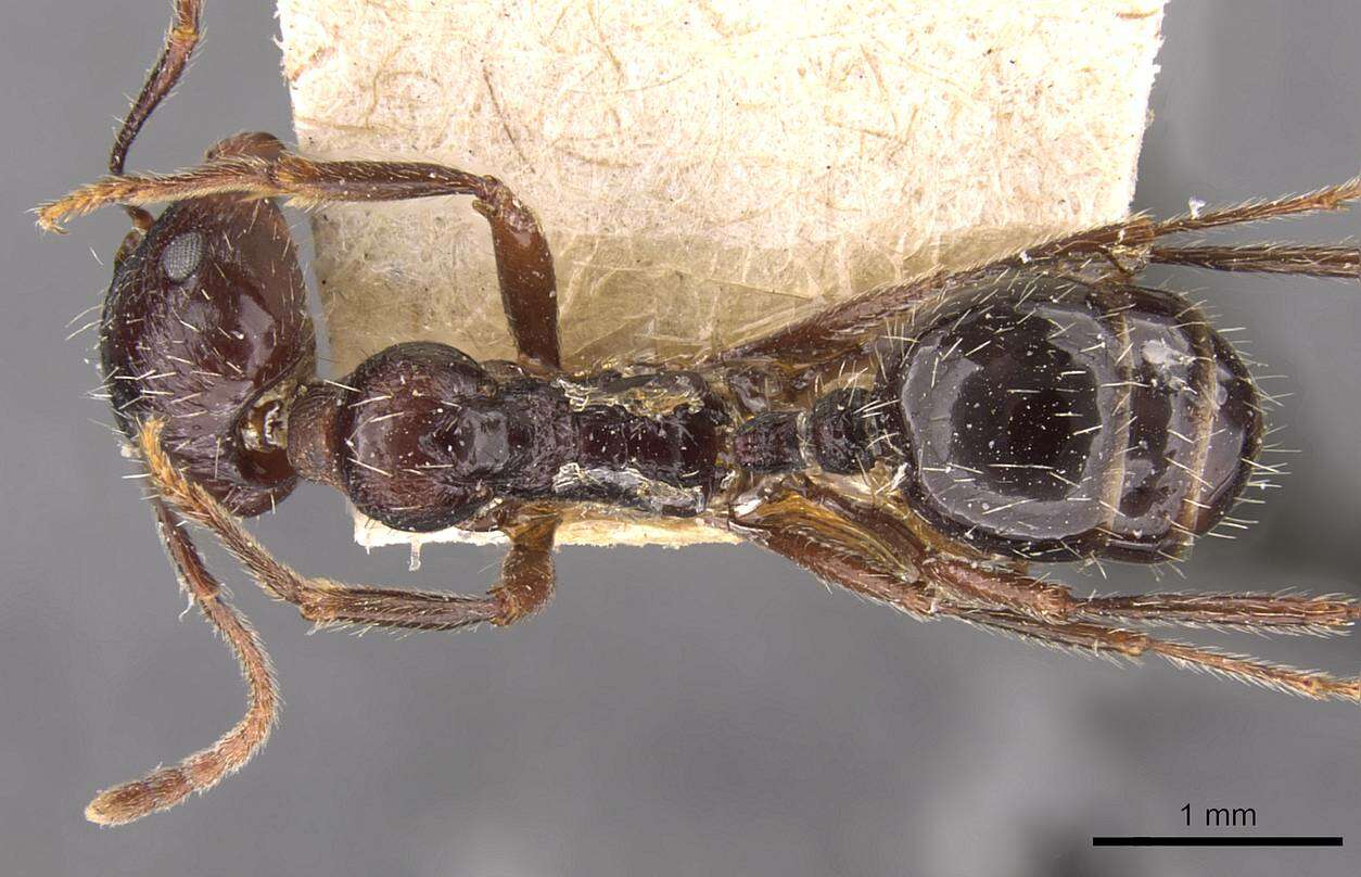 Image of Messor himalayanus (Forel 1902)