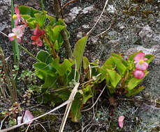 Слика од Begonia cucullata Willd.