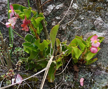 Image of clubed begonia