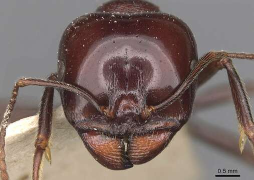 Image of Messor dentatus Santschi 1927