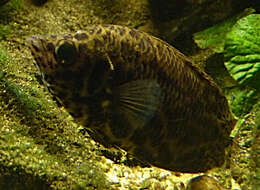 Image of Leopard Bushfish