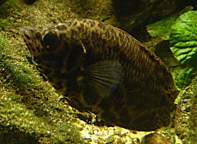 Image of Leopard Bushfish