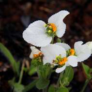 Image of Dalechampia caperonioides Baill.