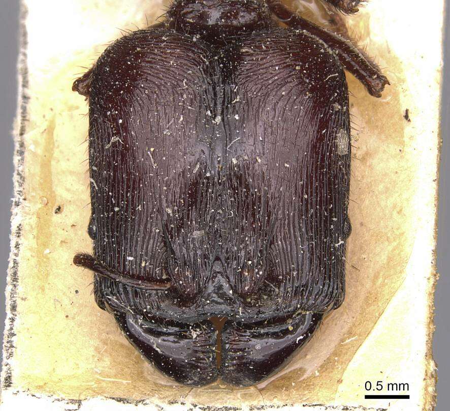 Image of Pheidole fimbriata Roger 1863