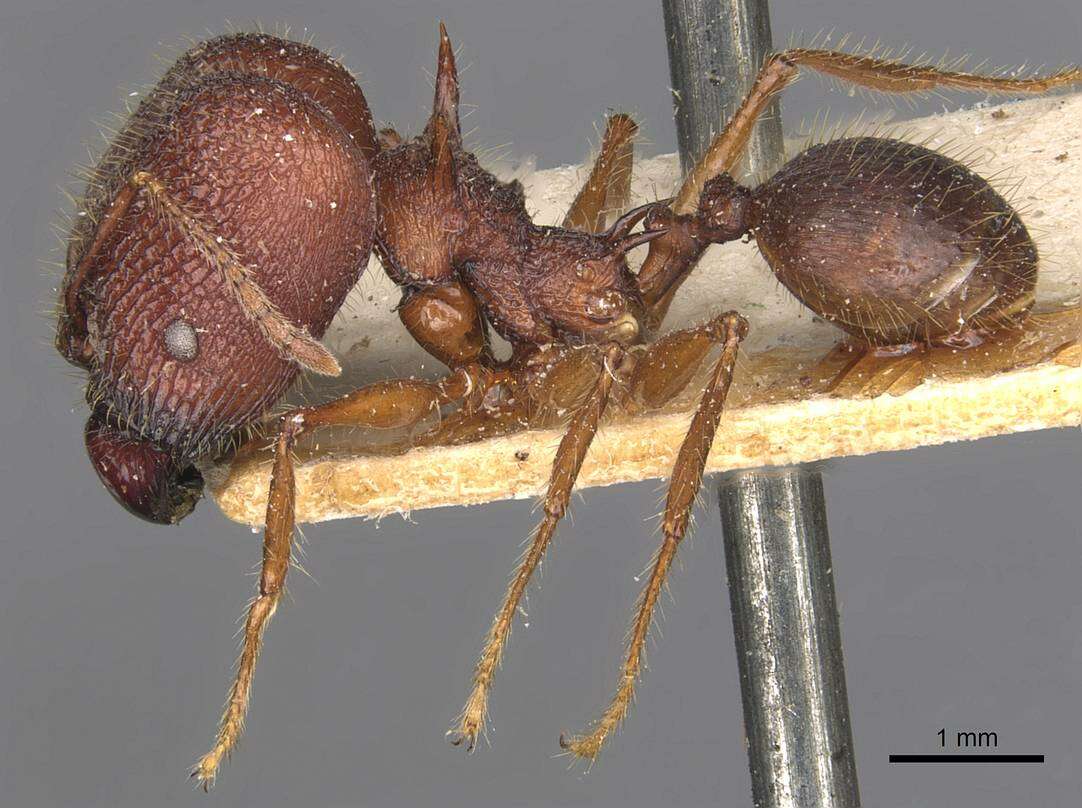 Pheidole lokitae Forel 1913 resmi