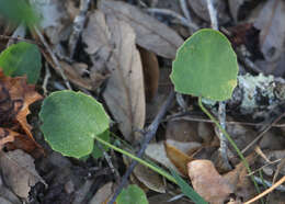 Centella erecta (L. fil.) Fern. resmi