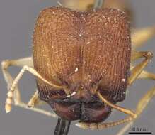 Image of Pheidole quadrensis Forel 1900