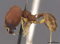 Image of Pheidole quadrensis Forel 1900