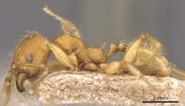 Image of Pheidole quadrensis Forel 1900