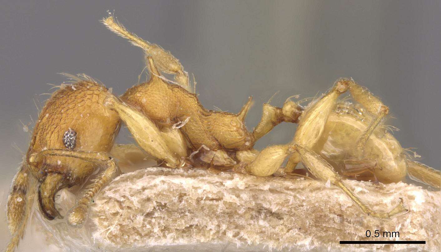 Image of Pheidole quadrensis Forel 1900