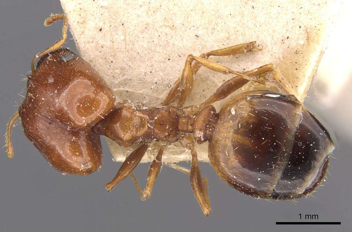 Plancia ëd Pheidole cuitensis Forel 1910