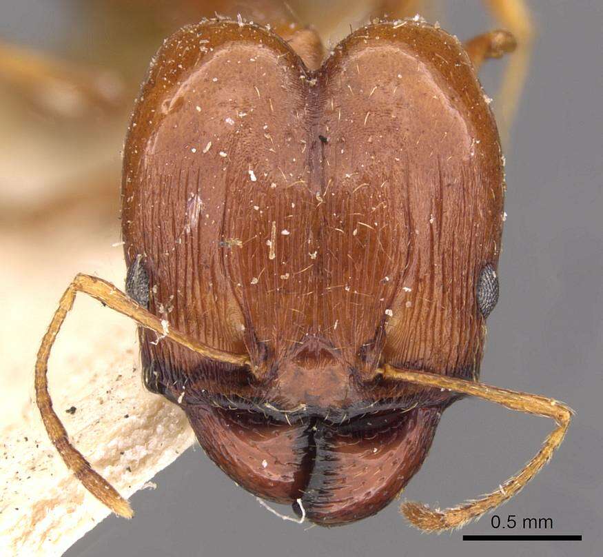 Plancia ëd Pheidole cuitensis Forel 1910