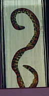 Image of Ceylonese Cylinder Snake