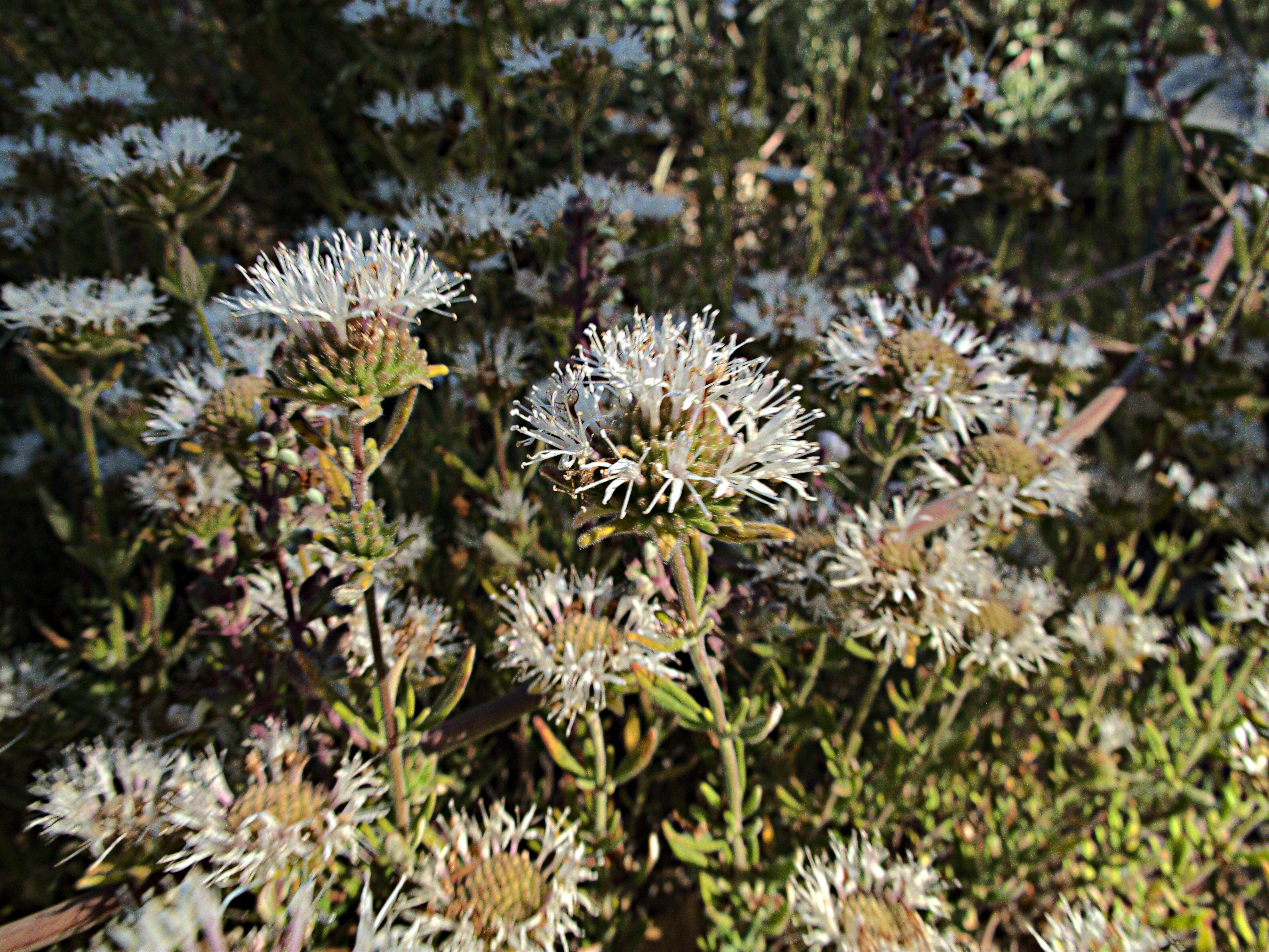 صورة Monardella hypoleuca subsp. lanata (Abrams) Munz