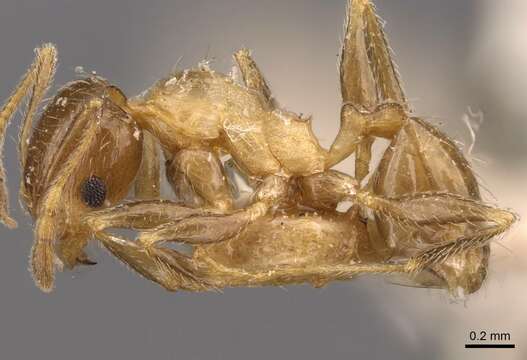 صورة Pheidole spinulosa Forel 1910