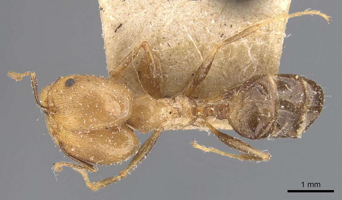 Image of Pheidole aeberlii Forel 1894