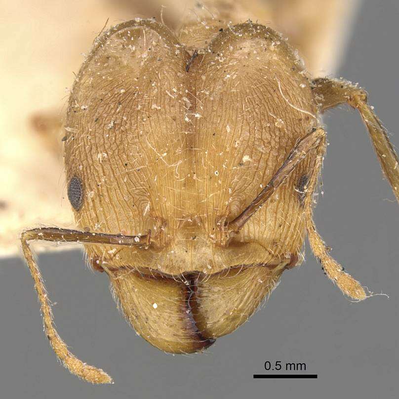 Image of Pheidole aeberlii Forel 1894