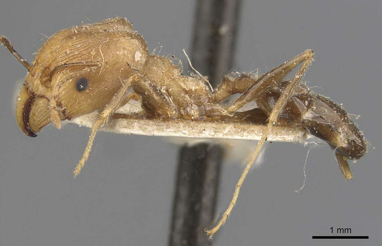 Image of Pheidole aeberlii Forel 1894