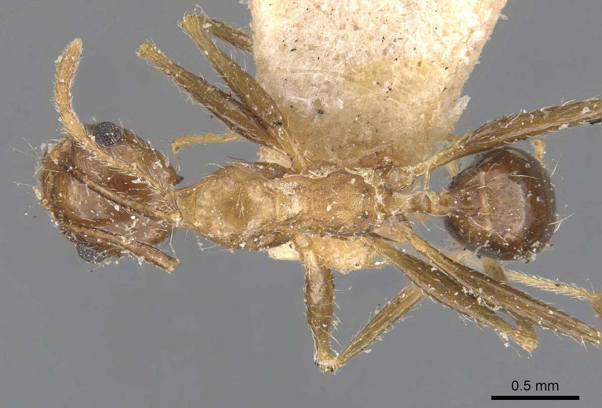 Image of Pheidole aeberlii Forel 1894