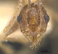 Image of Pheidole aeberlii Forel 1894