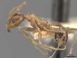 Image of Pheidole aeberlii Forel 1894