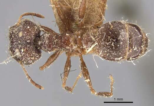 Image of Pheidole mayri Forel 1894