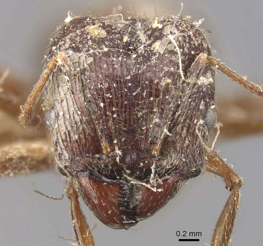 Image of Pheidole mayri Forel 1894