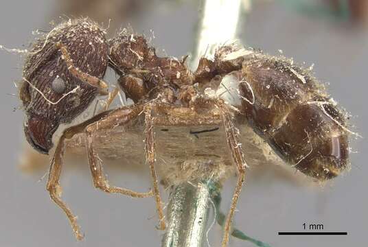 Image of Pheidole mayri Forel 1894