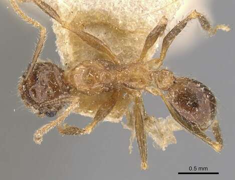 Image of Pheidole mayri Forel 1894