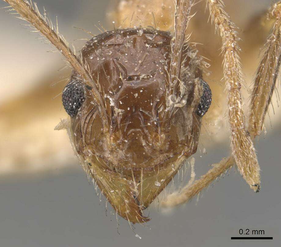 Image of Pheidole mayri Forel 1894